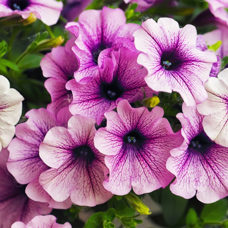 Petunia Seeds