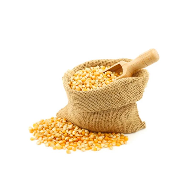 Maize Seeds